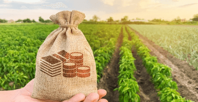 Măsurile de sprijin ale fermierilor afectați de seceta anului 2024: categoria beneficiarilor, extinsă