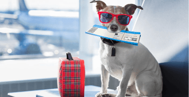 Introducerea animalelor de companie în Republica Moldova