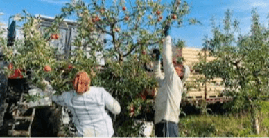 Aspecte fiscale aferent încadrării în muncă a zilierilor