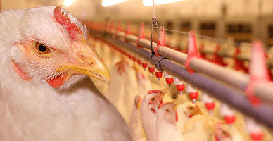 Contabilitatea existenței și fluxurilor păsărilor