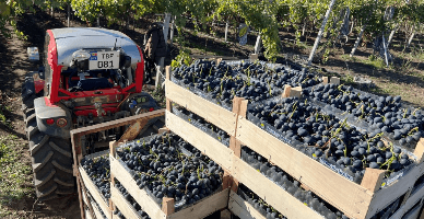 Casarea ambalajului. Regimul TVA