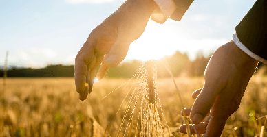 Государство сохранит субсидирование страховых премий в сельском хозяйстве на уровне 70%