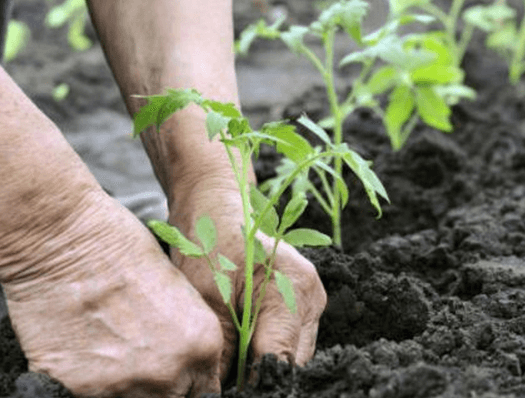 Parlamentul a ratificat Acordul cu BM privind acordarea a $12 mil. producătorilor agricoli