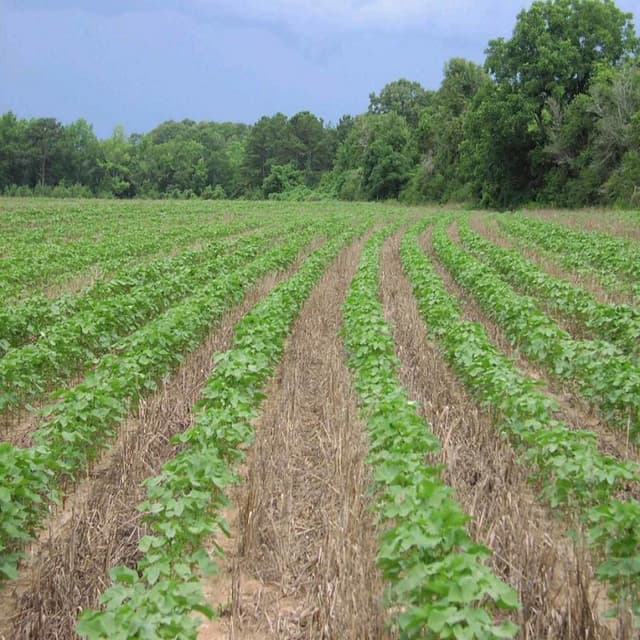 Granturi pentru producători agricoli