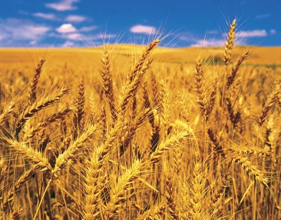 FAO prognozează descreșterea producției de grâu în 2017
