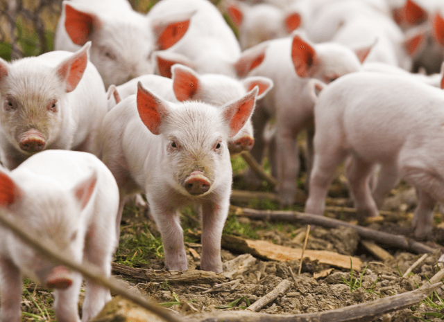 România a interzis importul de carne de porc din Republica Moldova și Ucraina