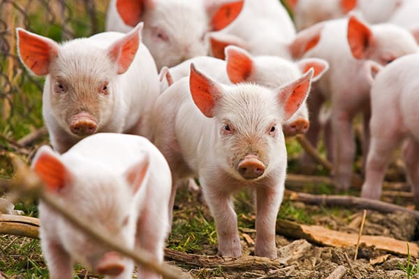 Правительство запретит импорт животных и продуктов из регионов, в которых зарегистрированы вспышки африканской чумы свиней