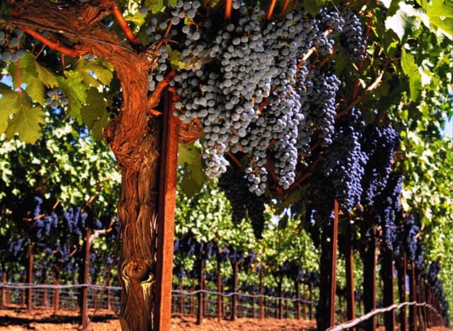 Апрельские снегопады не повлияли на урожайность виноградников