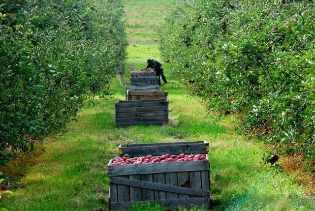 Beneficiarii de subvenții agricole, verificați cum au valorificat banii