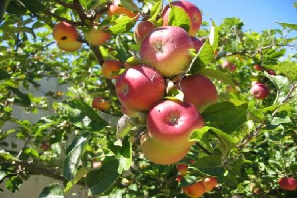 Proprietarii plantaţiilor de mere şi prune au început să primească compensaţii