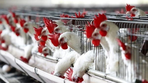 Молдова может начать экспорт в ЕС продукции птицеводства с 2017 г.