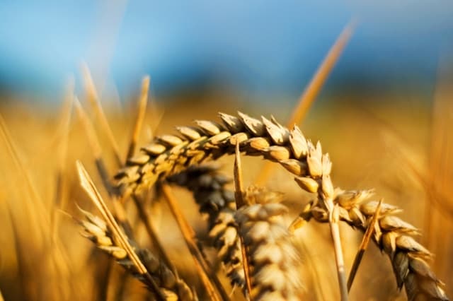 Producţia globală agricolă în trimestrul I 2015