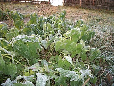 Guvernul va susţine producătorii agricoli care au suferit din cauza înghețurilor de primăvară