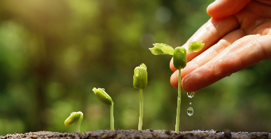 A fost modificat mecanismul de determinare a sumelor TVA spre rambursare pentru producătorii agricoli, pentru perioadele fiscale martie-decembrie 2026 inclusiv